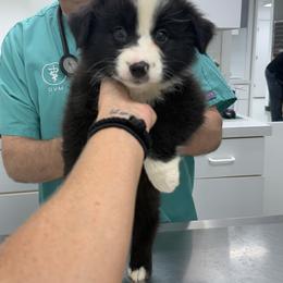 Female black Bi - Black & white female Australian Shepherd puppy in Hardy, Virginia from Greight Aussies
