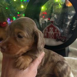Aria - Dapple female Dachshund puppy in Argos, Indiana from TKO Doxies