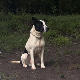 American Pit Bull Terrier puppies from Van Freiheit working dogs