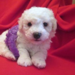 Bichon Frise Puppies from Kerley's Kuties