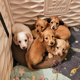 Dachshund puppies from Treasure Dachshunds