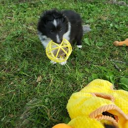 Bulldog and Shetland Sheepdog Puppies from Smooch-A-Bulls English Bulldogs & M&M Shelties