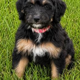 Chilli - Black phantom female Aussiedoodle puppy in Decatur, Illinois from Signature Doodles