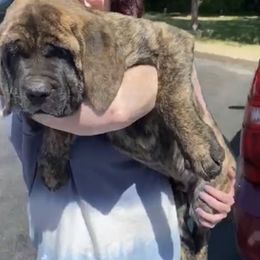 Mastiff Puppies from Mama’s Mastiffs