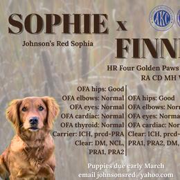 Golden Retriever puppies from Johnson's Red