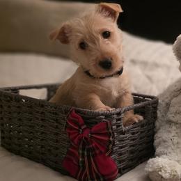 Red Wheaten - Female -  Black collar - Wheaten female Scottish Terrier puppy in Eva, Alabama from Schulte's  Scottish Terriers