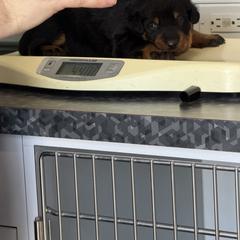 Blue collar - Black and rust female Beauceron puppy in Floyd’s Knobs, Indiana from Birdwing Beaucerons