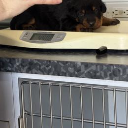 Blue collar - Black and rust female Beauceron puppy in Floyd’s Knobs, Indiana from Birdwing Beaucerons