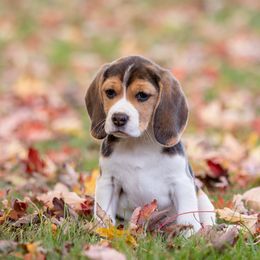 Amber - Beagle puppy in Warsaw, Indiana from Mae’cee Beagles
