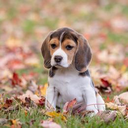 Amber - Beagle puppy in Warsaw, Indiana from Mae’cee Beagles