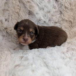 Poseidon - Red tri male Miniature Australian Shepherd puppy in Bend, Oregon from Wonderland Aussies