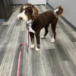 Bernedoodle Puppies from Over the Moon Poodles and Doodles