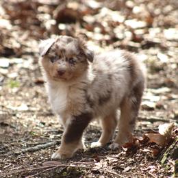 Bean - Red merle male Australian Shepherd puppy in Coldwater, Michigan from Northern Star Australian Shepherds