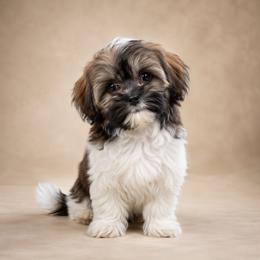 Cookie - Black white and silver male Shih Tzu puppy in Oklahoma City, Oklahoma from Lisa Inman