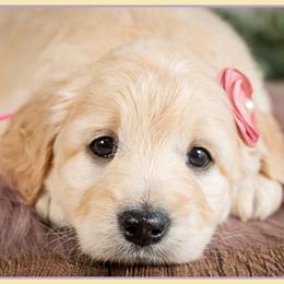 Mary - Cream female Goldendoodle puppy in Connersville, Indiana from Deaz Doodle Ranch