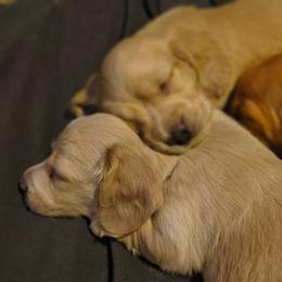 Mason - Cream male Dachshund puppy in Tustin, California from Costal Cream Doxies
