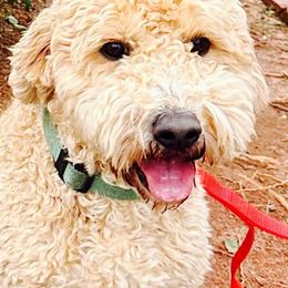 Double Doodles from Rosie’s Double Doodles