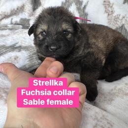 Strellka - Sable female German Shepherd puppy in New Cambria, Missouri from Des Hausraben Shepherds