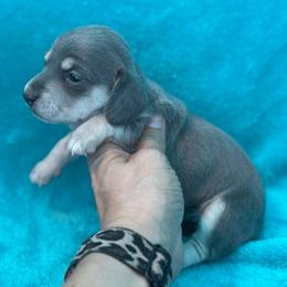 Blue Berry - Gray (blue) and cream female Dachshund puppy in Lincoln, Arkansas from Red Dirt Dachshunds