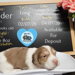 Alder - Dapple male Dachshund puppy in Hoquiam, Washington from Heyd's Mini Dachshunds
