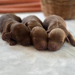 Lyric - Red  female Goldendoodle puppy in Atlanta, Georgia from Teddy Puppies