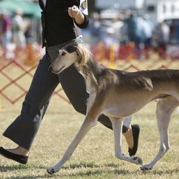 Saluki All Grown Up from Hayat Salukis