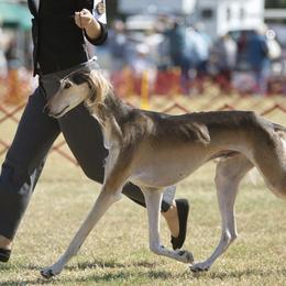 Saluki All Grown Up from Hayat Salukis