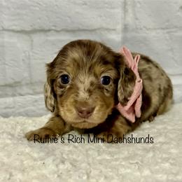 Girl two - Chocolate and cream female Dachshund puppy in Lakeland, Florida from Ruthie’s Rich Mini Dachshunds