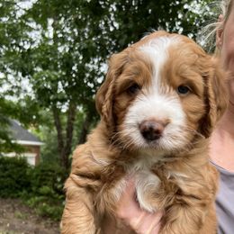 Bernedoodle Puppies from Palmetto Bernedoodles Boutique