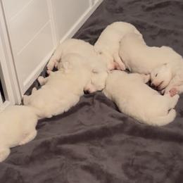 River - White male Samoyed puppy in Atkinson, Nebraska from Sandhills Samoyeds