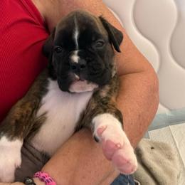 Green - Brindle male Boxer puppy in Sultan, Washington from Aphrodite Boxers Von Kesler Haus