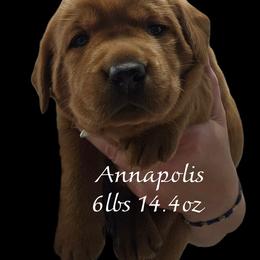 Annapolis - Yellow female Labrador Retriever puppy in Sidney, Nebraska from Nebraska Strong Labradors