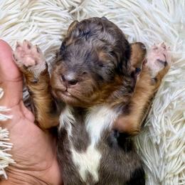 Tricolor merle male - Blue merle male Bernedoodle puppy in Crete, Illinois from Plum Valley Pups