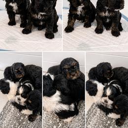 Baby boy 2 - Black and tan male Cocker Spaniel puppy in Renton, Washington from Cam’s Cockers