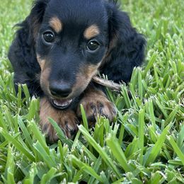 Dachshund Puppies from Rising Dawn Dachshunds