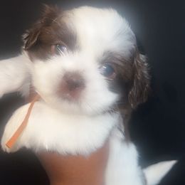 Sunny orange collar - Liver and white female Shih Tzu puppy in Severn, Maryland from Maryland Shih Tzus