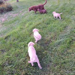 Chesapeake Bay Retriever Puppies from GemiLamb Gun Dogs