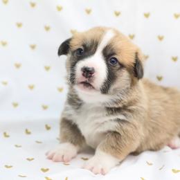 Primrose - Red female Pembroke Welsh Corgi puppy in Plains, Montana from Diamond Corgis