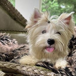 Yorkshire Terriers from Voss Yorkies