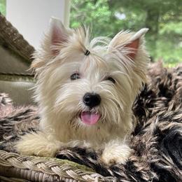 Yorkshire Terriers from Voss Yorkies