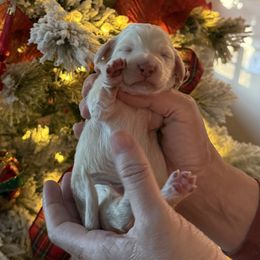 Prince Lucious - Cream male Dachshund puppy in El Cajon, California from Lisa Buxton
