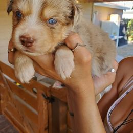 Versace - Miniature Australian Shepherd puppy in Roseville, California from Golden State Mini Aussies