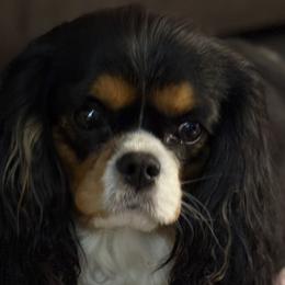Cavalier King Charles Spaniels from Nococavaliers