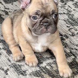 French Bulldog Puppies from Piper’s Pups