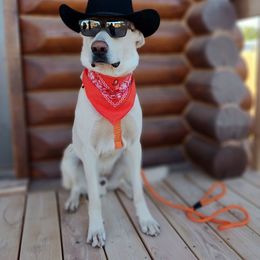 Trouper - German Shepherd
