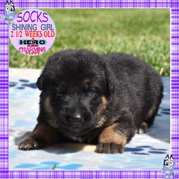 SOCKS IS SUPERB - Black and red female German Shepherd puppy in Murrieta, California from Diamond Oaks German Shepherds