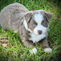 Gnocchi - Dilute red female Australian Shepherd puppy in El Dorado Springs, Missouri from HP Aussie Kennels