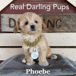 Phoebe - White and tan female Mal-Shi puppy in Dallas, Texas from Real Darling Pups