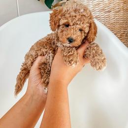 Poodle Puppies from Miniature Poodle Stud and Pups