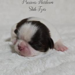 Girl 2 - Liver and white female Shih Tzu puppy in Enid, Oklahoma from Precious Heirloom Shih Tzus